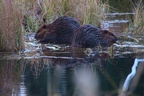 Beaver Pond, Yukon College