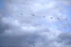 Trumpeter Swans, Watson Lake