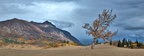 Smallest Desert in the World, Carcross