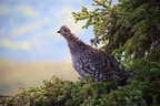 Ptarmigan, Mount Haldane
