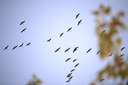 Migrating Cranes, Dena Cho Trail