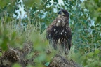 Golden Eagle, Airport Trail