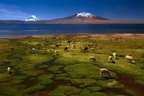 Lago Chungara, 11-CH