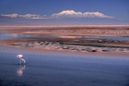 Laguna Chaxa, Salar de Atacama