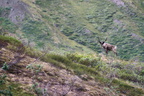 Caribou, Unit 13, Denali National Park 