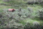 Grizzly, Denali Park Road