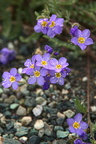 Wild Violet, Thompson Pass, Richardson Hwy