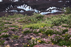 Flowers on Muldrow Glacier "Island", Unit 18