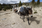 2024 Sierra Nevada