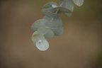 KH7A2571 berggummi